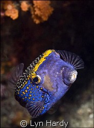 Spotted Box Fish.  Usually very shy, this spotted box fis... by Lyn Hardy 
